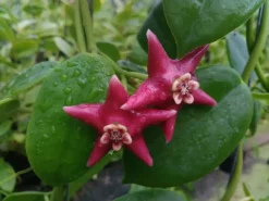 Indoor Garden Hoya Coronaria Red Wax Flower