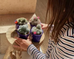 Full Sun Large Assorted Cacti Pack