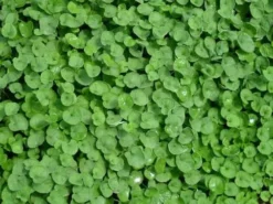 Shrubs Ground Covers Dichondra Repens