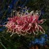 Shrubs Grevillea X Coconut Ice 2 Shrubs Grevillea X Coconut Ice