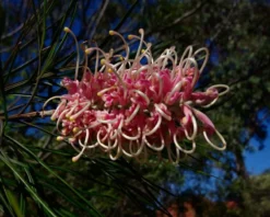 Shrubs Grevillea X Coconut Ice