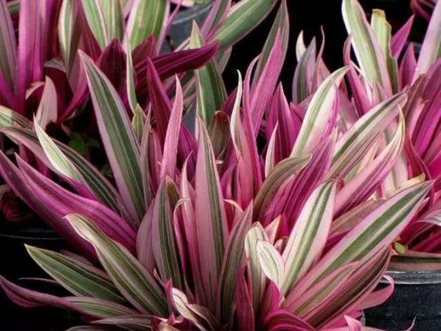 Shrubs Tradescantia Dwarf Variegated Rhoeo Discolour Pink Border Plants 4 Shrubs Tradescantia Dwarf Variegated Rhoeo Discolour Pink Border Plants