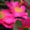 Shrubs Camellia Sasanqua Hiryu