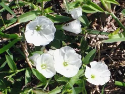 Shrubs Evolvulus Pilosus White