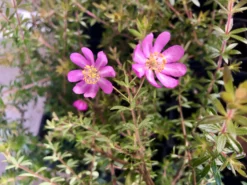 Shrubs Bauera Rubioides Hedging Plants
