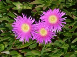 Succulents Carpobrotus Glaucescens Full Sun