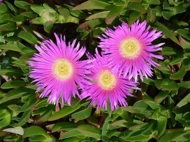 Succulents Carpobrotus Glaucescens Full Sun 4 Succulents Carpobrotus Glaucescens Full Sun