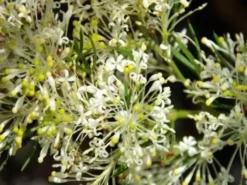 Shrubs Grevillea Curviloba