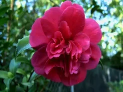 Hedge Camellia Sasanqua 'Bonanza' (cerise-red Flower) Shrubs