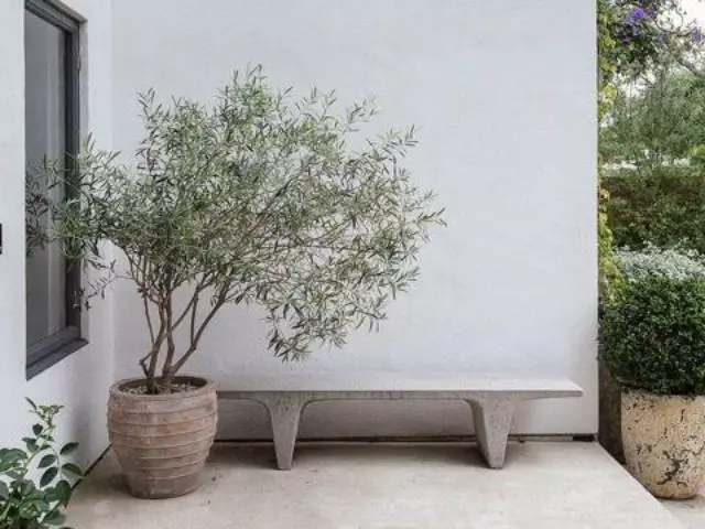 Shrubs Helena Heritage Olive Tree 5 Shrubs Helena Heritage Olive Tree