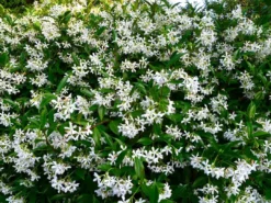 Hedge Star Jasmine Hedging Or Ground Cover Pack Hedging Plants