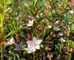 Shrubs Philotheca Myoporoides Winter Rouge