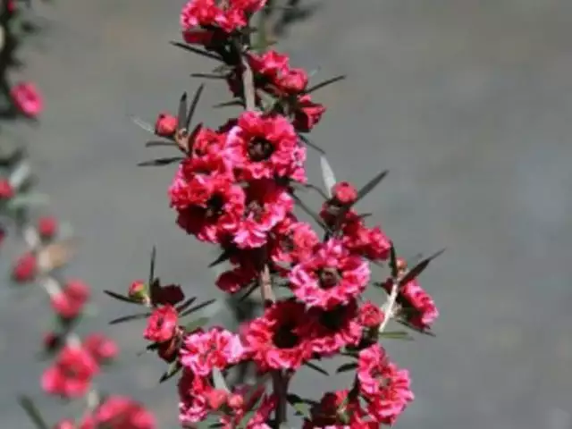 Shrubs Hedging Plants Leptospermum Scoparium Burgundy Queen 6 Shrubs Hedging Plants Leptospermum Scoparium Burgundy Queen