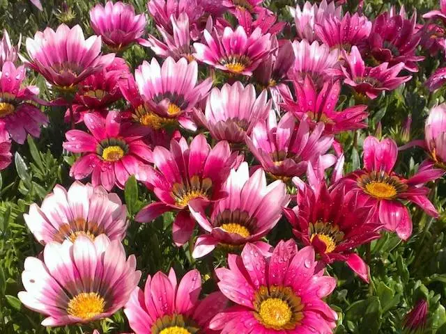 Shrubs Border Plants Gazania Rigens Pink ๐บ 6 Shrubs Border Plants Gazania Rigens Pink ๐บ
