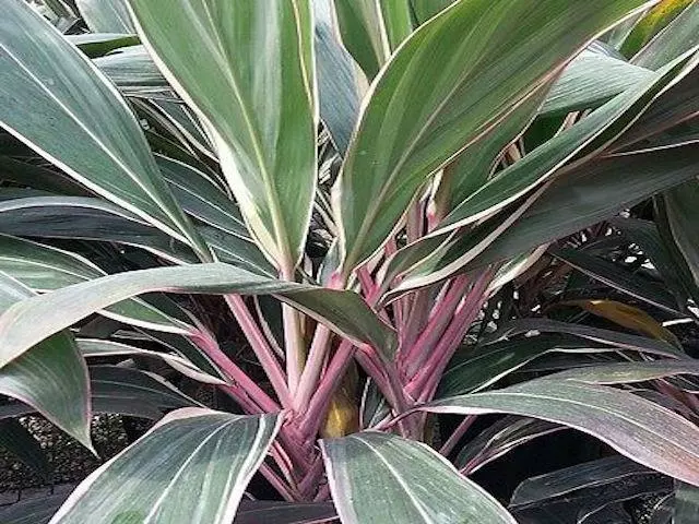 Shrubs Cordyline Pink Diamond 8 Shrubs Cordyline Pink Diamond