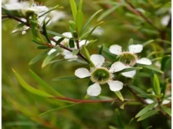 Shrubs Leptospermum Lemon Frost