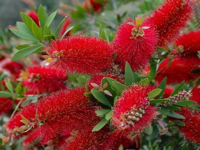 Shrubs Callistemon Citrinus Endeavour Full Sun 3 Shrubs Callistemon Citrinus Endeavour Full Sun