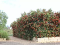 Ozbreed Shrubs Callistemon Viminalis Slim ‘CV01’ Native Hedge