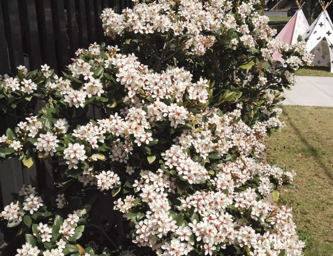 Hedge Rhaphiolepis Intermedia 6 Hedge Rhaphiolepis Intermedia