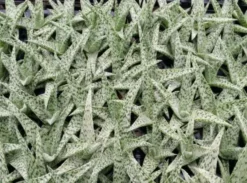 Succulents Aloe White Beauty - Pot + Plant Full Sun