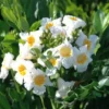 Hedge Hedging Plants Radermachera "Summer Scent" 1 Hedge Hedging Plants Radermachera "Summer Scent"