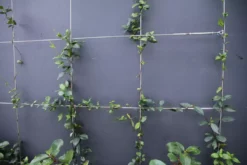 Hedge Star Jasmine Hedging Or Ground Cover Pack Hedging Plants