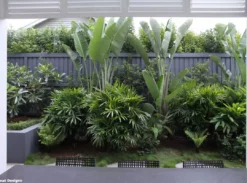 Shrubs Strelitzia Nicolai Giant 'White Bird Of Paradise' 85mm 9 Shrubs Strelitzia Nicolai Giant 'White Bird Of Paradise' 85mm