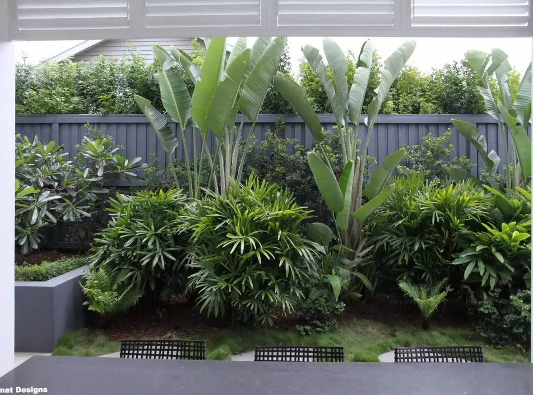 Shrubs Strelitzia Nicolai Giant 'White Bird Of Paradise' 85mm 5 Shrubs Strelitzia Nicolai Giant 'White Bird Of Paradise' 85mm