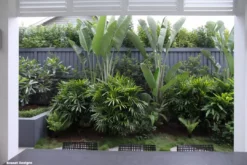 Shrubs Strelitzia Nicolai Giant 'White Bird Of Paradise' 8 Shrubs Strelitzia Nicolai Giant 'White Bird Of Paradise'