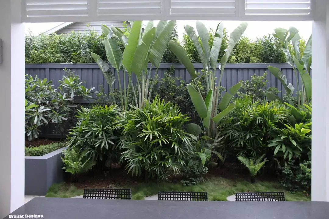 Shrubs Strelitzia Nicolai Giant 'White Bird Of Paradise' 4 Shrubs Strelitzia Nicolai Giant 'White Bird Of Paradise'