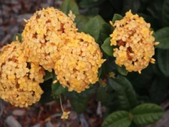 Shrubs Ixora Gold Malay