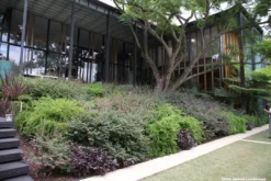 Shrubs Phyllanthus Multiflorus 12 Shrubs Phyllanthus Multiflorus