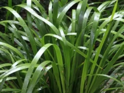 Shrubs Lomandra Hystrix - Mat Rush
