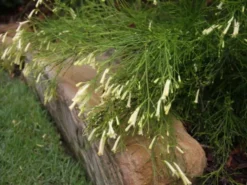 Shrubs Full Sun Russelia 'Lemon Falls'