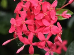 Shrubs Ixora Pink Malay
