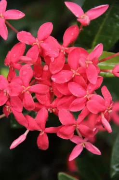 Shrubs Ixora Pink Malay