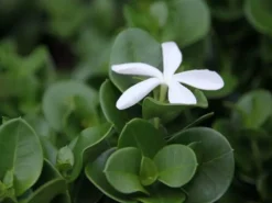 Hedge Carissa Grandiflora 'Desert Star'