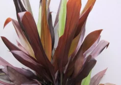 Shrubs Full Sun Cordyline Fruticosa 'Negra'