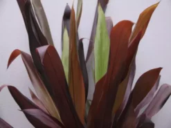 Shrubs Full Sun Cordyline Fruticosa 'Negra'