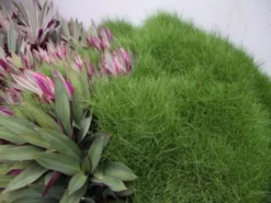 Shrubs Border Plants Tradescantia (Rhoeo) Dwarf