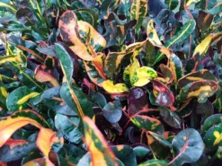 Shrubs Croton 'Mammy'