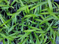 Shrubs Dianella Emerald Fountain