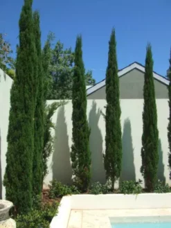 Hedge Cupressus Sempervirens 'Nitschke’s Needle'