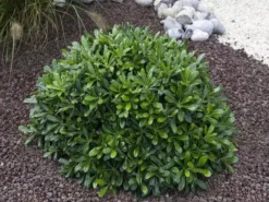 Shrubs Pittosporum Tobira Dwarf