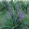 Shrubs Full Sun Dianella Brevipedunculata 2 Shrubs Full Sun Dianella Brevipedunculata