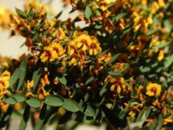 Shrubs Eutaxia Obovata