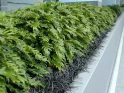 Shrubs Philodendron Xanadu Border Plants