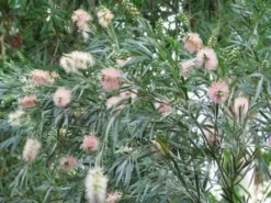 Shrubs Callistemon Injune Pink