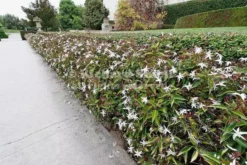 Shrubs Full Sun Jasminum Nitidum