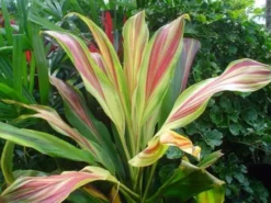 Shrubs Cordyline TI Hawaiian Flag Full Sun